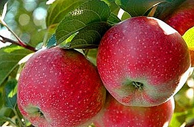 Description of a variety that has been popular for over a century - Lobo apple tree