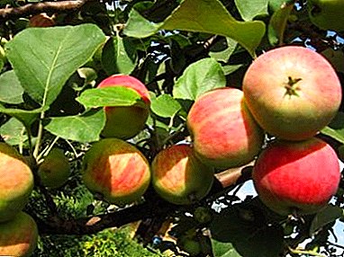 Descrição das variedades de maçã Beleza de inverno com uma foto: como cuidar e lutar contra as pragas?