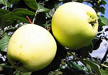 وصف صنف التفاح الذهبي الصيفي: الزراعة ، الرعاية ، الأمراض والآفات