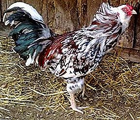 Descripción, características de reproducción y características de la raza Oryol Calico de gallinas.