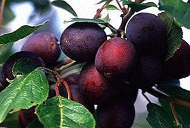 Description of the universal variety of plums "Volga Beauty"