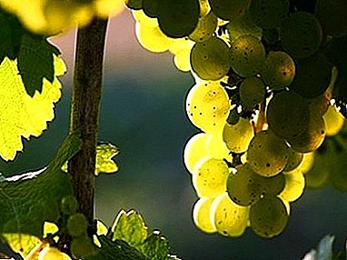 Description of the Old World wine variety - Riesling grapes