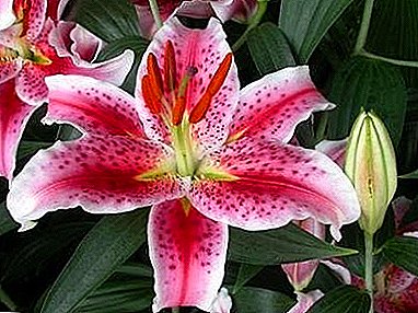 Description of growing lilies at home