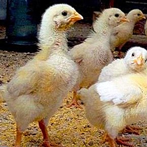 Organization of feeding young chickens: how to make a diet so that it is effective for the growth and health of birds?