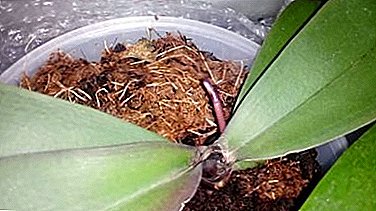 En orkidé uden et voksende punkt - hvordan er det muligt og hvad skal man gøre ved det?