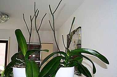 Orkid phalaenopsis memudar, apa yang perlu dilakukan dengan kecantikan selatan?