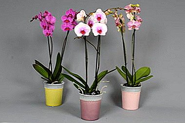 Orhideja mājās nepazīst: kā padarīt brīnišķīgu phalaenopsis pamosties?