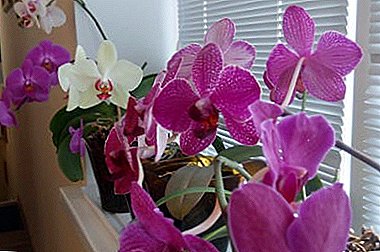 Orquídea después del trasplante, especialmente el cuidado de una flor tropical de lujo