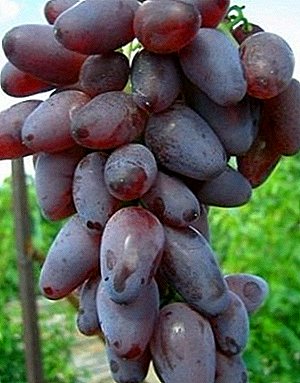 מגוון מקורי עם פופולריות גבוהה - Amethyst Novocherkassky ענבים