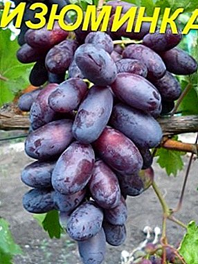 Original appearance and delicious taste - grapes Raisin