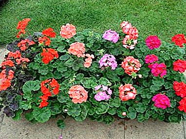 Basic information about the garden of many years of pelargonium - description, photos and types, especially the care