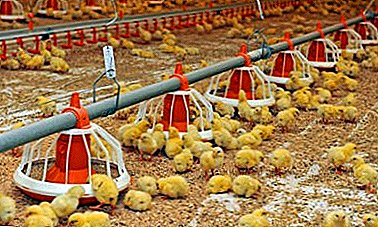 Los principales matices del cultivo de pollos para carne en la casa: la construcción de un negocio