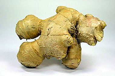 Main beneficial properties and contraindications of ginger root