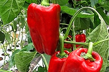 Basic rules for growing sweet pepper Atlant: description of the variety and photo