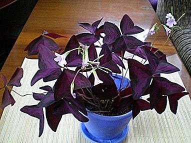 Funksjoner og nyanser av omsorg for planten Violet "Violet" (Oxalis) hjemme