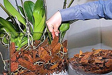 Features of finding orchids in a closed system and step-by-step instructions for planting flowers in this way
