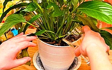 Funksjoner av vanning spathiphyllum. Hvordan vanne en blomst hjemme?
