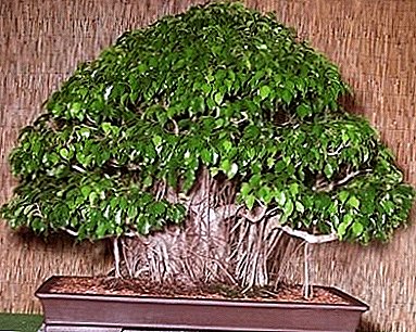 Features of ficus transplantation at home