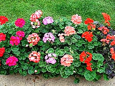 Features of planting geraniums in the country. Care tips, flower photo