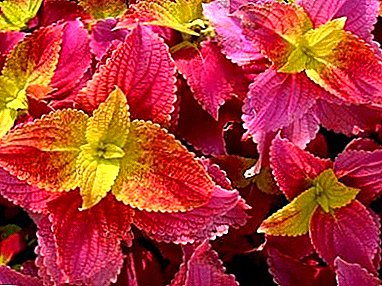 Features of planting and care for Coleus (nettle) at home and in the open field