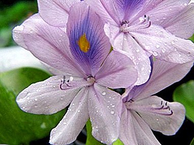 Ominaisuudet istutus ja huolehtiminen Water Hyacinth tai Eichorn
