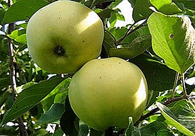 Omadused istutada ja hoolitseda õun sortide Tütar Papirova