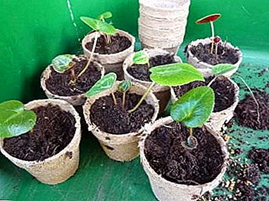 Peculiaridades do melhoramento de folhas de Cyclamen: regras para preparação e plantio