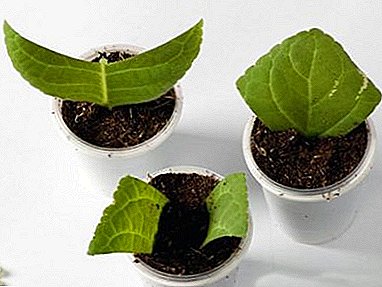 Egenskaper ved reproduksjon av fuchsia hjemme: detaljerte instruksjoner for dyrking fra et blad