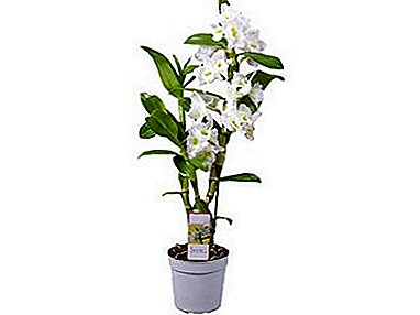 Características de la reproducción dendrobium orquídea. ¿Cómo criar una flor en casa o en un invernadero?