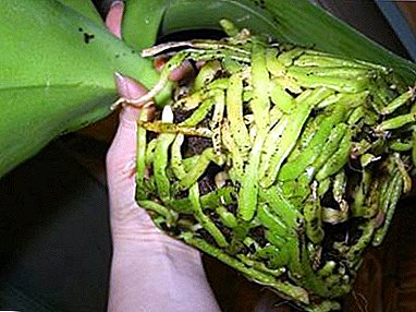 Características de la reproducción de orquídeas con raíces en el hogar y cuidado adicional de la planta.