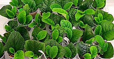 Fortpflanzungsmerkmale Streptocarpus-Fragment eines Blattes und von Samen