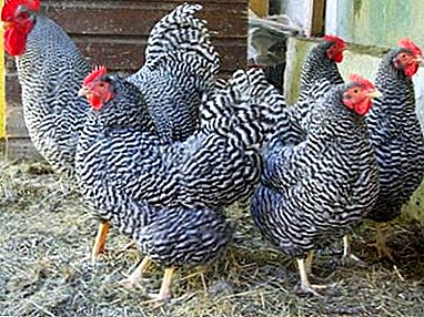 Características de manutenção e reprodução galinhas raça listrado Plymouth