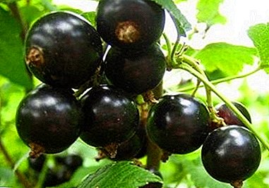 Features of care and reproduction of black currant varieties "Gulliver"