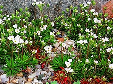Features of care and cultivation from the seeds of vines - "Saxifrage Arends"