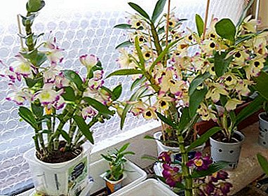 Features home care for orchid Dendrobium - useful tips. Plant photo