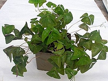 Peculiarities of home care for the plant "Oxygen Triangular" (Oxalis)