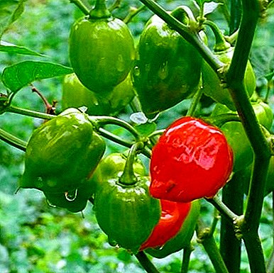Features care at home for hot peppers habanero