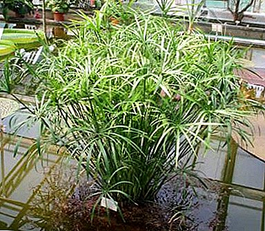 Funkcia starostlivosti o tsiperus alebo sytyu doma: foto a popis