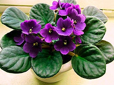 Funktioner handlar om violer: odla en växt hemma