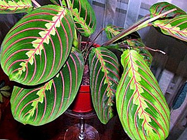 Ararot üç renkli (üç renkli) veya dua bitkisi bakımı içerir