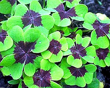 Features care for oxalis or acidity at home
