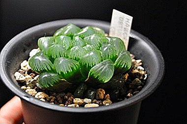 특징 식물 위장 쿠퍼 (trunkata)