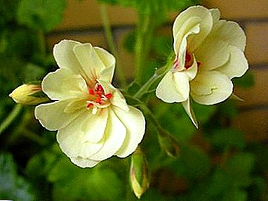 Features care for a rare beauty - yellow pelargonium