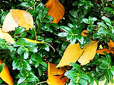 Caratteristiche di cura per il bosso in autunno: piantare, trapiantare e innestare