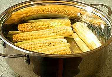 Features of the choice and the best recipes, how to cook corn on the cob in a saucepan is tasty and correct. Before and after pictures