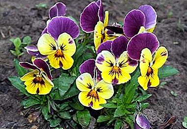 Features of the cultivation of pansies: planting and care