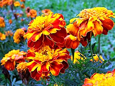 Features marigold cultivation: how to feed them for abundant flowering