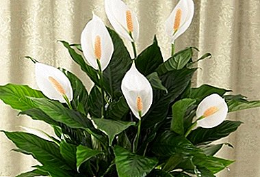 Features of growing white spathiphyllum. Varieties of "Women's Happiness" and their photos