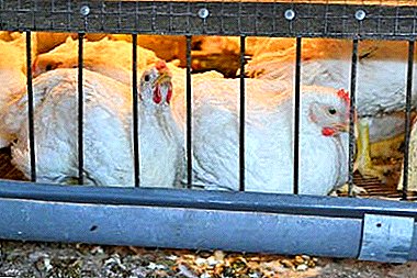 Características del cultivo y mantenimiento de pollos en jaulas en casa y en la calle.