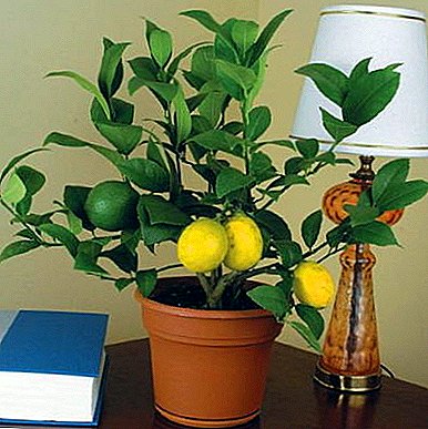 Features of the cultivation and care of lemon Krupnoplodny Kiev